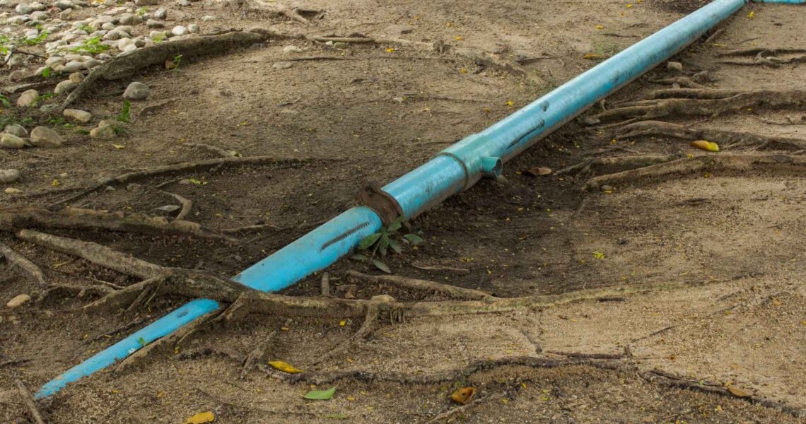 Tree Roots in Sewer Line: Causes and Expert Fixes