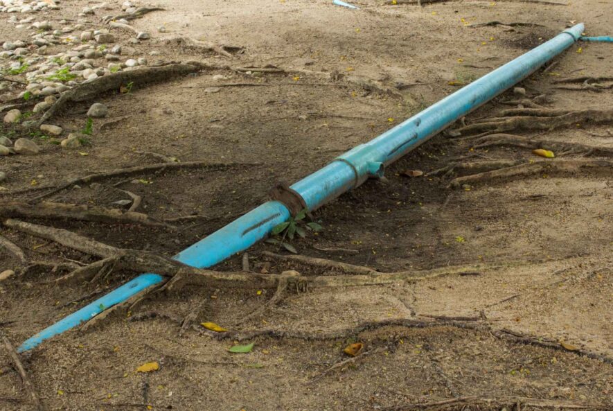 tree roots in sewer line